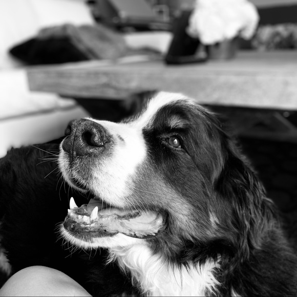 Meet your Posher, Lucie - Picture 1 of 1